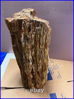 Large Natural Petrified Wood Log / 165 pounds Kansas Area
