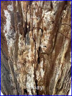 Large Natural Petrified Wood Log / 165 pounds Kansas Area