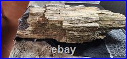 Large Natural Petrified Wood Log / over 40 pounds -Cedar Point Kansas