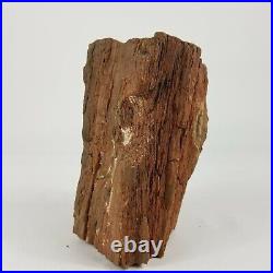 Large Natural Rough Petrified Wood Specimen 7 lb. 1 oz