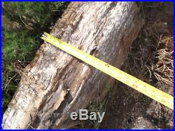 Large Natural Wyoming Petrified Wood Log