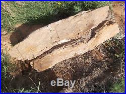 Large Natural Wyoming Petrified Wood Log