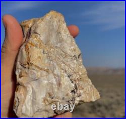 Large Opal Agate Petrified Wood Crystal Mineral Specimen Best Crystal Rarest