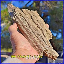 Large PETRIFIED WOOD Specimens Choice of 15 8-12 Rough Fossils from U. S
