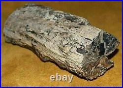 Large Petrified Agatized Wood Tree Limb Cast One Face Polished Wyoming, America