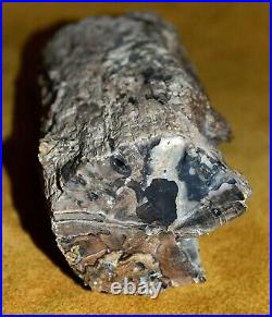 Large Petrified Agatized Wood Tree Limb Cast One Face Polished Wyoming, America