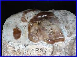 Large Petrified Fossil Wood Stump Root Home Decor Great Gift Art 4.5 1.94KG