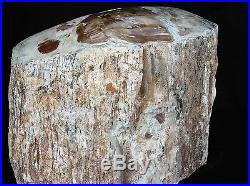 Large Petrified Fossil Wood Stump Root Home Decor Great Gift Art 4.5 1.94KG