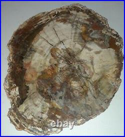 Large Petrified Polished Wood Slab with Quartz 16lb15.6 oz. 19×15.5×1