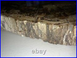 Large Petrified Polished Wood Slab with Quartz 16lb15.6 oz. 19×15.5×1