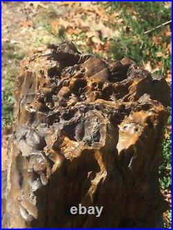 Large Petrified Wood 75lbs +