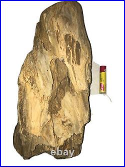 Large Petrified Wood Crystal Druzy Clio Natural Look
