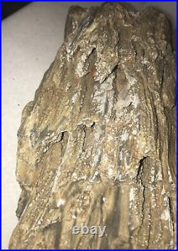 Large Petrified Wood Crystal Druzy Clio Natural Look