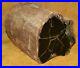 Large_Petrified_Wood_Limb_With_Polished_Face_Southern_Oregon_Willamette_Valley_01_up