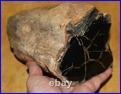 Large Petrified Wood Limb With Polished Face Southern Oregon, Willamette Valley