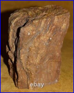 Large Petrified Wood Limb With Polished Face Willamette Valley, Southern Oregon