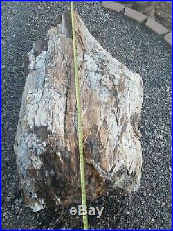 Large Petrified Wood Log