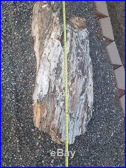 Large Petrified Wood Log