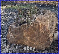 Large Petrified Wood Log From The Rogue Valley In OR 120+ Lbs
