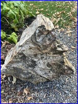 Large Petrified Wood Log From The Rogue Valley In OR 180 Lbs