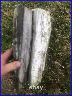 Large Petrified Wood Log! VERY HEAVY