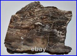 Large Petrified Wood Polished Slab Self Standing Rare Brown Black White Grain