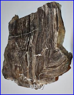 Large Petrified Wood Polished Slab Self Standing Rare Brown Black White Grain