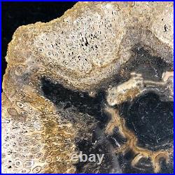 Large Petrified Wood Psaronius Tree Fern, Athens County, Ohio Carboniferous 10