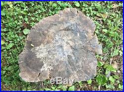Large Petrified Wood Rare Earth Gems Minerals Rocks Fossils Arrowheads