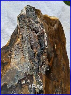 Large Petrified Wood Slab 21.5 lbs many crystals, polished 20 long