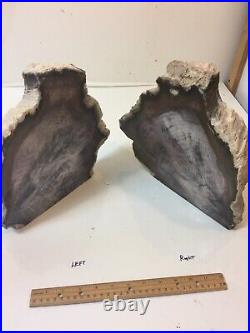 Large Petrified Wood Slabs