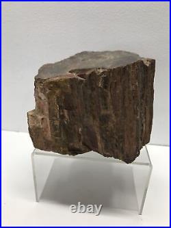 Large Petrified Wood, Some Crystals, Tennessee, Large, 5.02 pounds