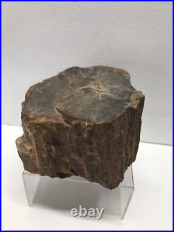 Large Petrified Wood, Some Crystals, Tennessee, Large, 5.02 pounds