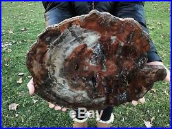 Large Petrified Wood (conifer) Arizona Polished Round Slab Pw12