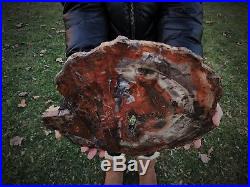 Large Petrified Wood (conifer) Arizona Polished Round Slab Pw12