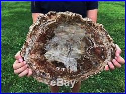 Large Petrified Wood (conifer) Polished Both Sides Round Slab Pw23
