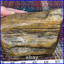 Large Piece Of Perfectly Preserved Agatized Wood Multi Colored Dense
