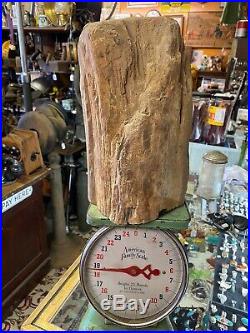 Large Piece Of Petrified Wood