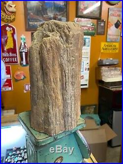 Large Piece Of Petrified Wood