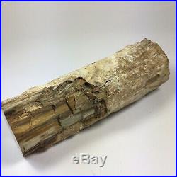 Large Polished Fossil Wood Branch Log Madagascar