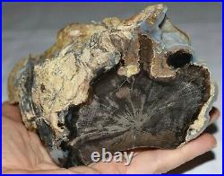 Large Polished Petrified Agatized Wood Limb Casting Collected Wyoming, America