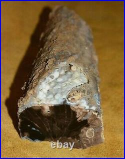 Large Polished Petrified Agatized Wood Tree Limb 4lbs 1oz Southwestern Wyoming