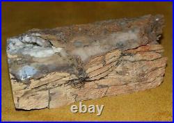Large Polished Petrified Agatized Wood Tree Limb 4lbs 1oz Southwestern Wyoming