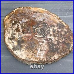 Large Polished Petrified Fossil Wood Slice Madagascar 842 Grams