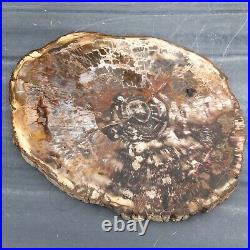 Large Polished Petrified Fossil Wood Slice Madagascar 842 Grams