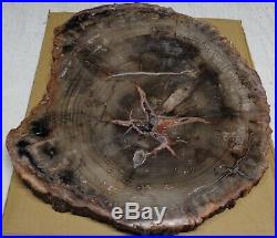 Large Polished Petrified Wood Full Round Slab w Bark 12.5 x 10.5 x 3/4 Thick