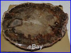 Large Polished Petrified Wood Full Round Slab with Bark 13 x 11 x 3/4 Thick