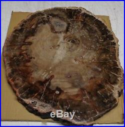 Large Polished Petrified Wood Full Round Slab with Bark 13 x 11 x 3/4 Thick