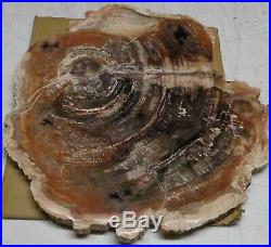 Large Polished Petrified Wood Full Round Slab with Bark 14 x 13 x 5/8 Thick
