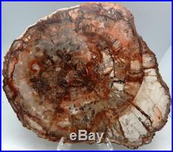 Large Polished Petrified Wood Slab Madagascar WithStand 13.75 6 lb 11.3 oz C918